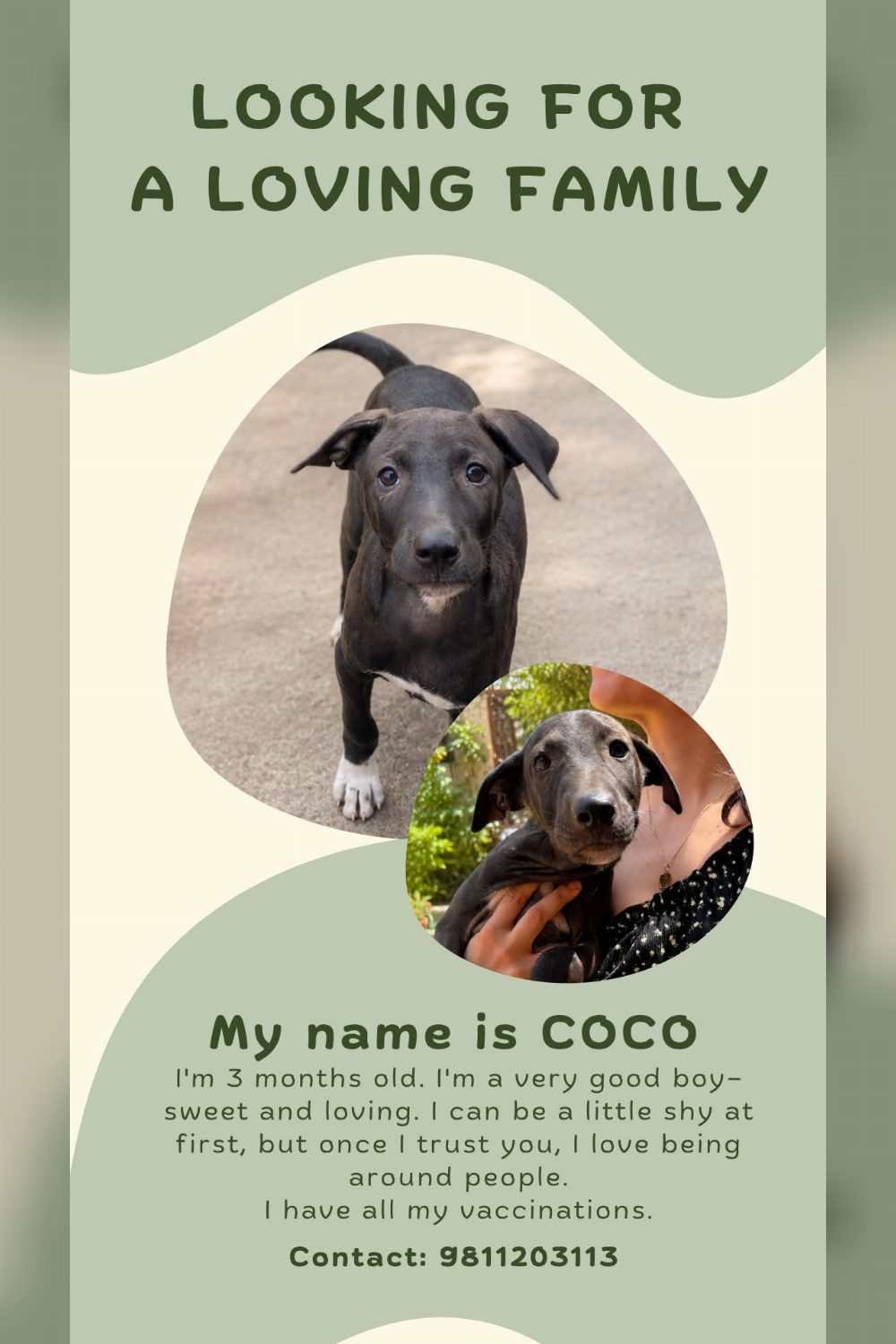 3-month-old puppies for adoption in Pune or Mumbai