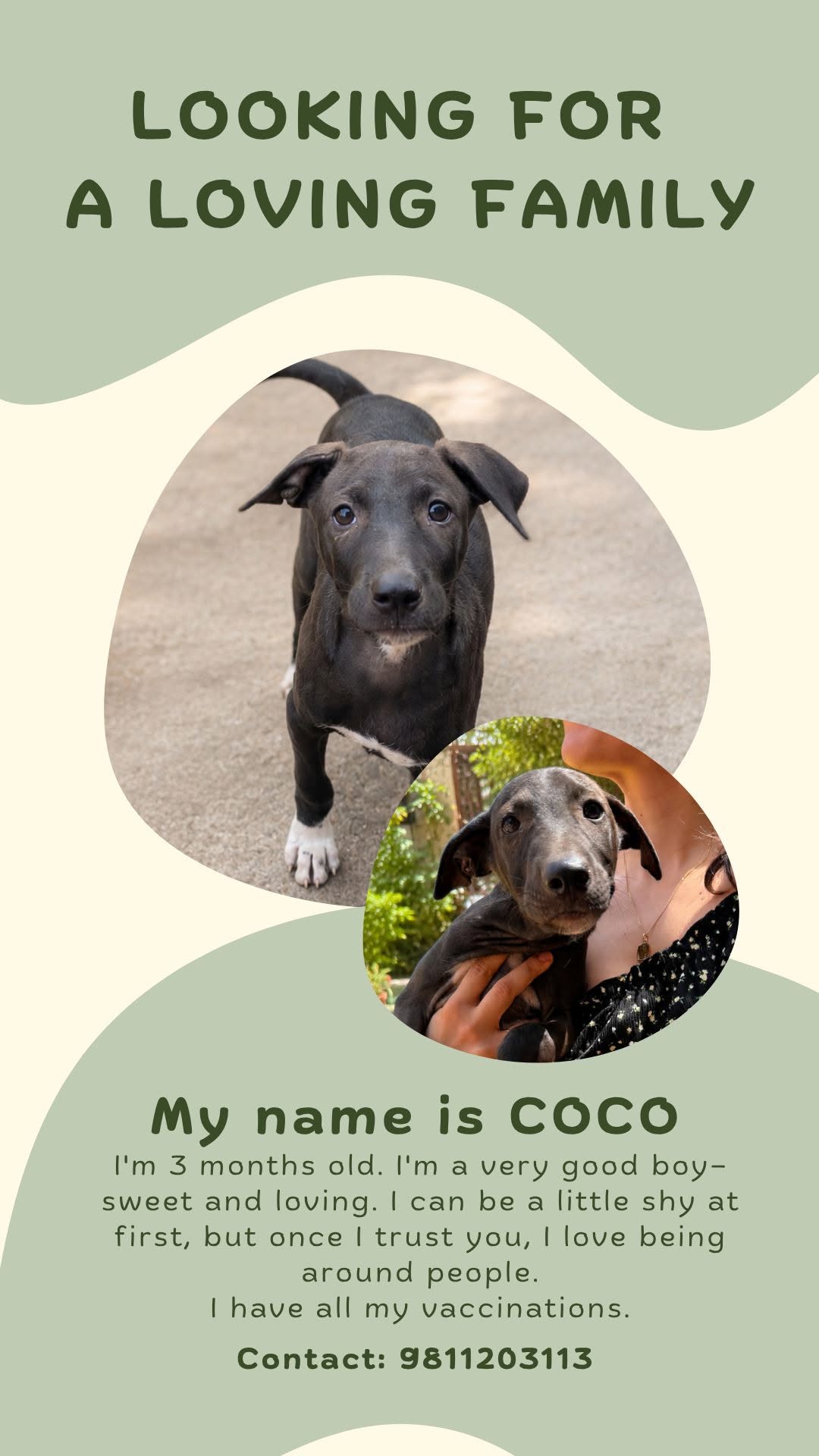 3-month-old puppies for adoption in Pune or Mumbai