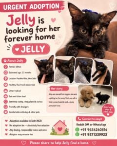 Jelly was being exploited for money. Now she urgently needs a real home