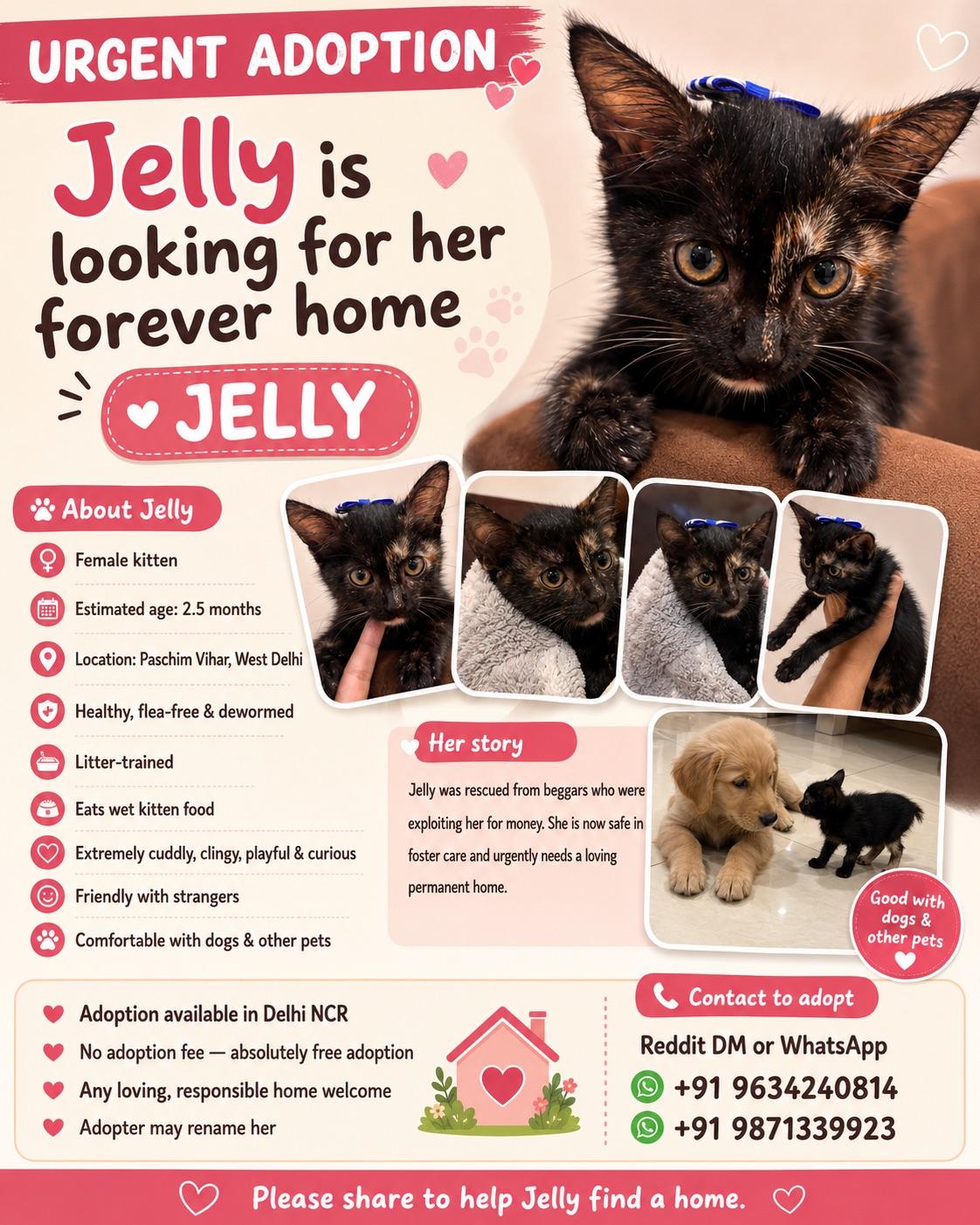 Jelly was being exploited for money. Now she urgently needs a real home — Delhi NCR