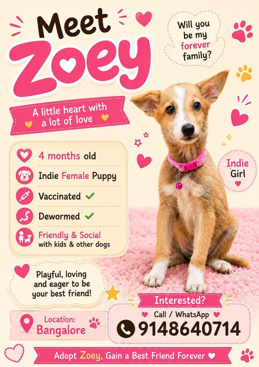 Zoey, a four-month-old indie girl in Bengaluru, is vaccinated and ready