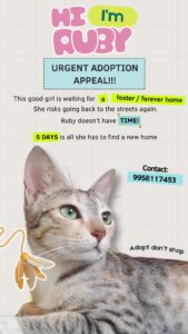 Ruby, a spayed tabby cat, needs urgent adoption or foster