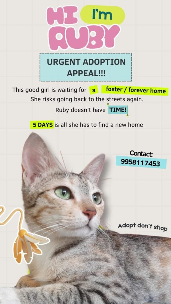 Ruby, a spayed tabby cat, needs urgent adoption or foster in Pune