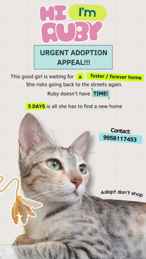 Ruby, a spayed tabby cat, needs urgent adoption or foster in Pune