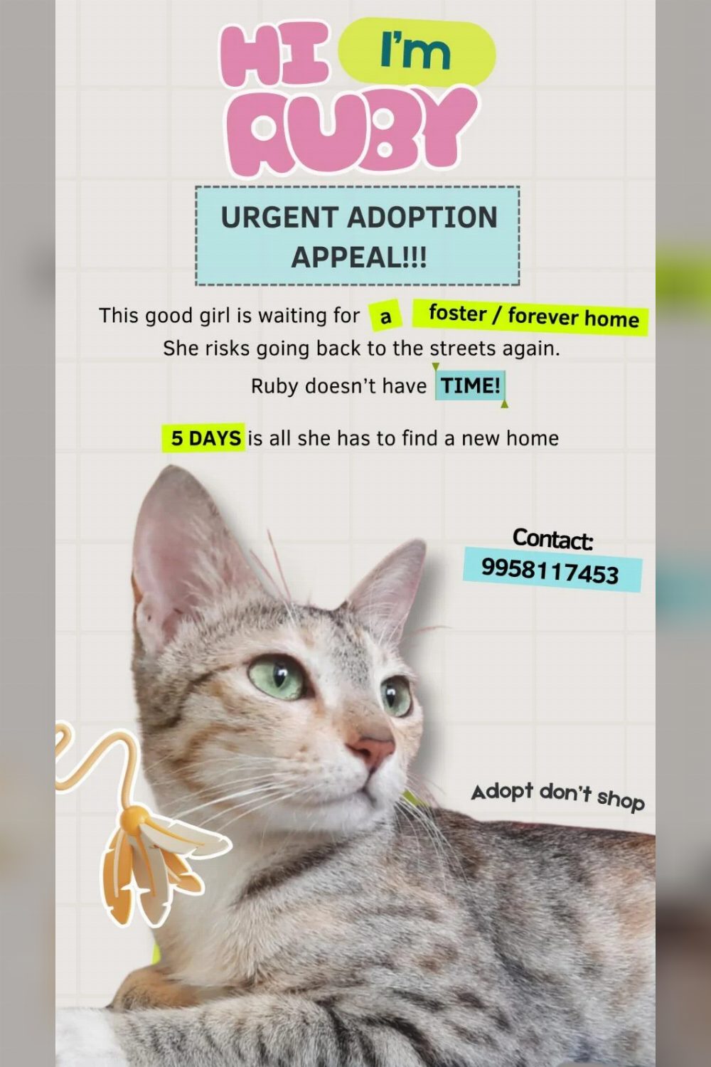 Ruby, a spayed tabby cat, needs urgent adoption or foster — Pune