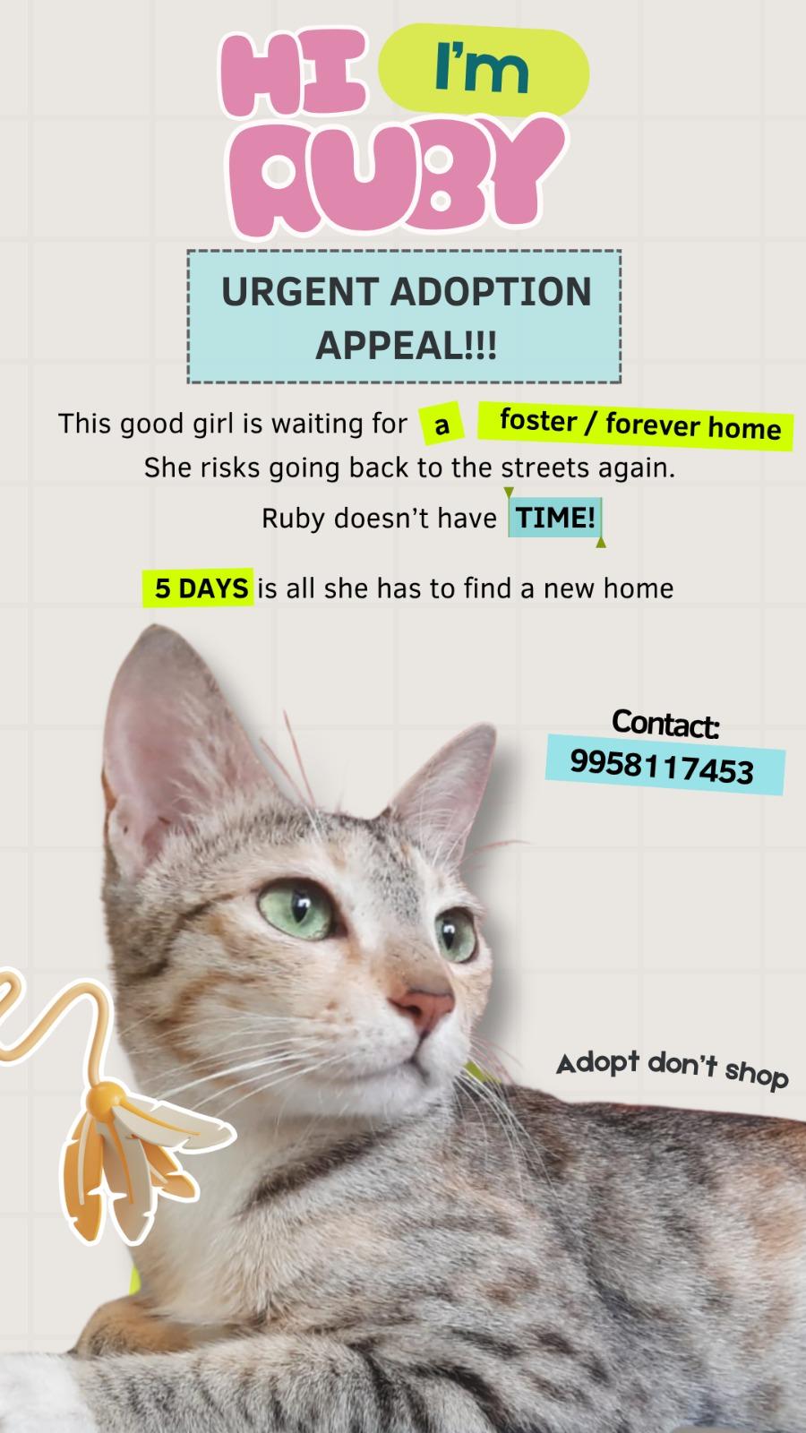 Ruby, a spayed tabby cat, needs urgent adoption or foster — Pune
