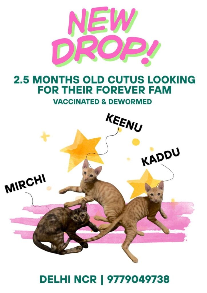 3 munchkins up for adoption! Kaddu (M), Keenu (M), Mirchi (F) - dog in Delhi NCR