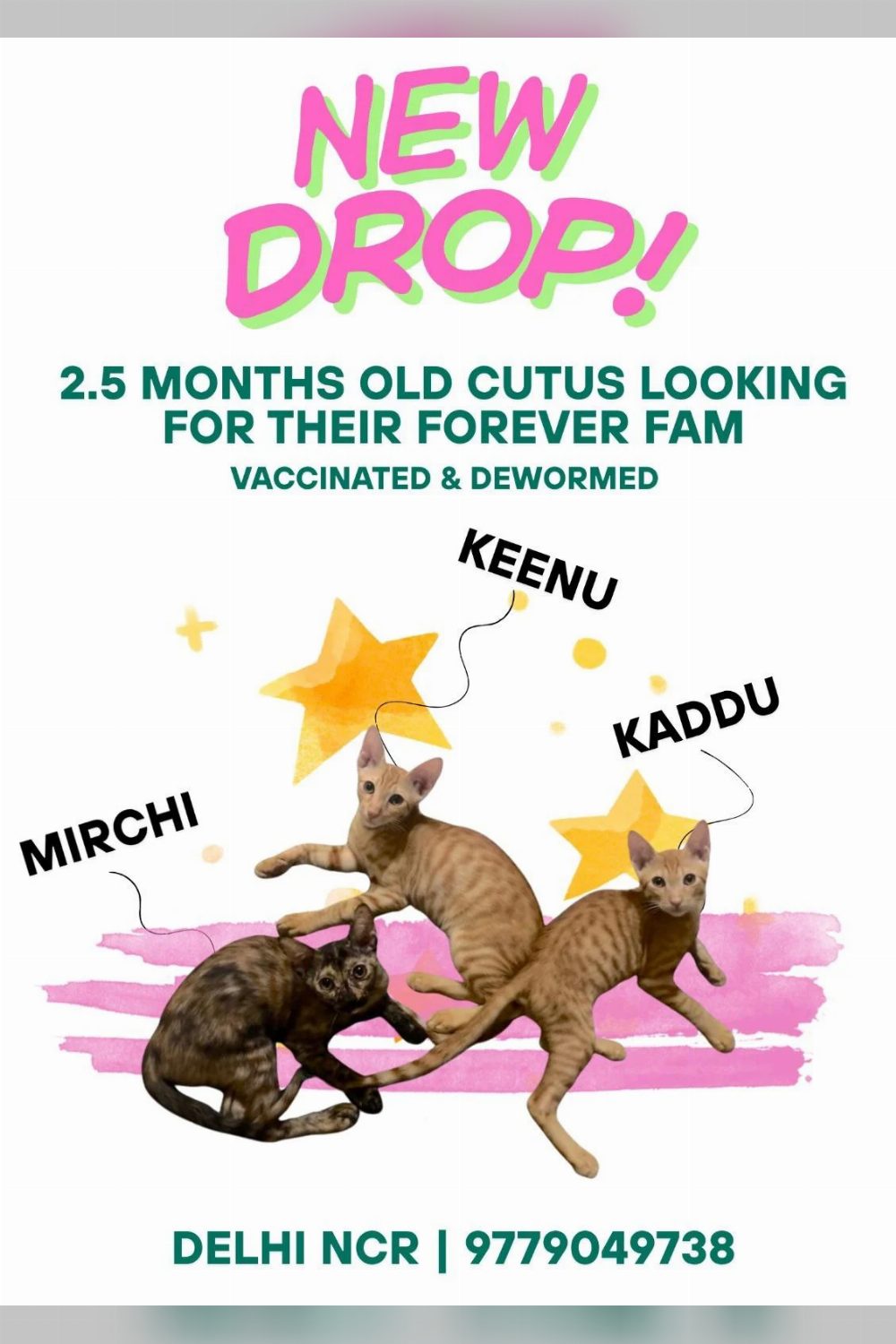 Mirchi, Keenu and Kaddu, three kittens of two and a half months — Delhi NCR