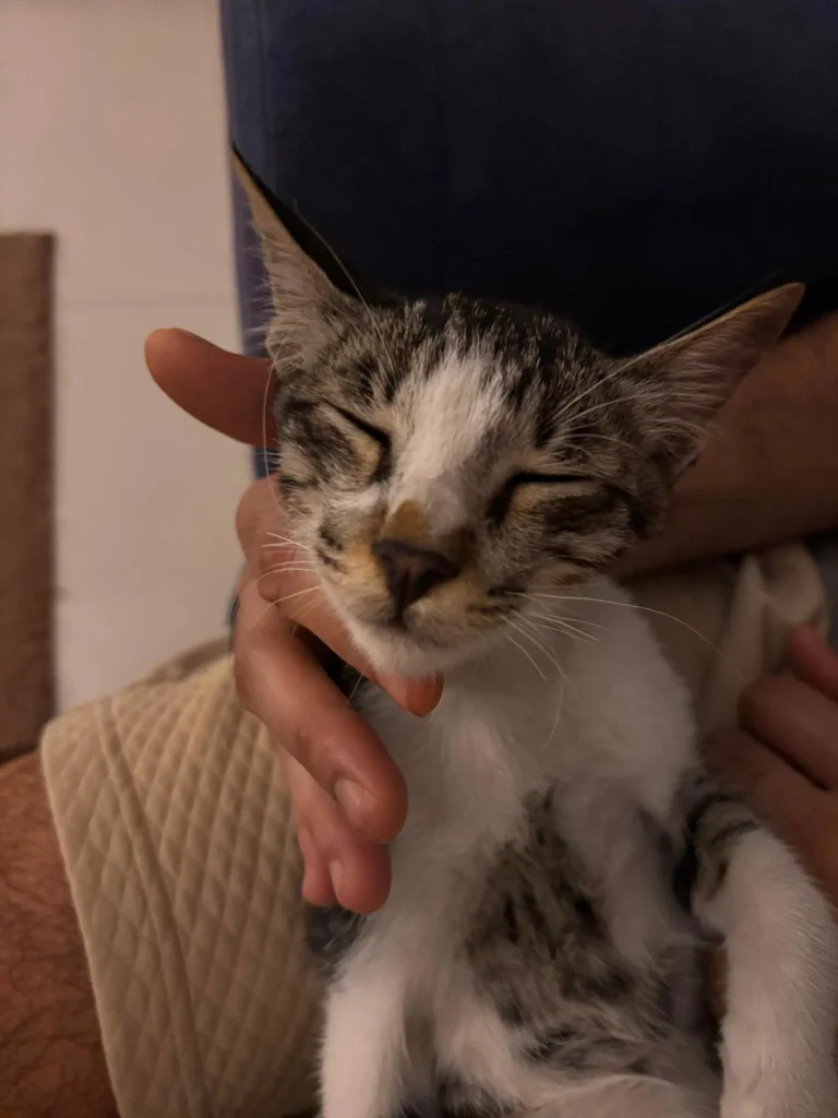 Please Adopt this cute kitten - kitten in Pune