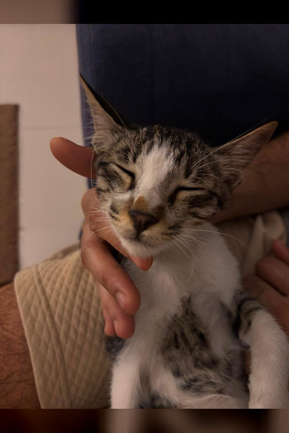 Please Adopt this cute kitten — Pune