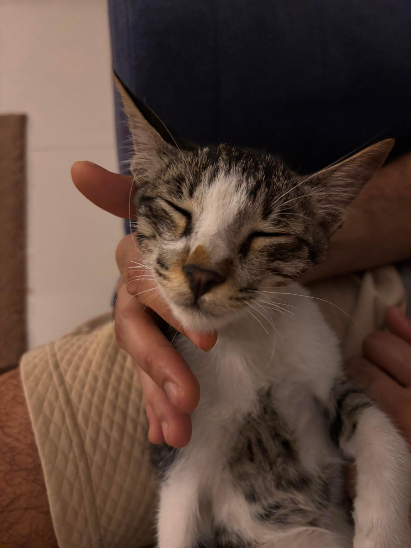 Please Adopt this cute kitten — Pune