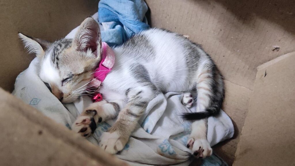 Looking for a forever home for abandoned kitten - kitten for adoption in India