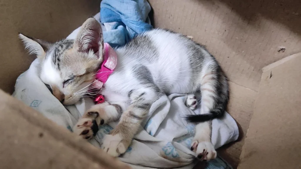 Looking for a forever home for abandoned kitten - kitten for adoption in India