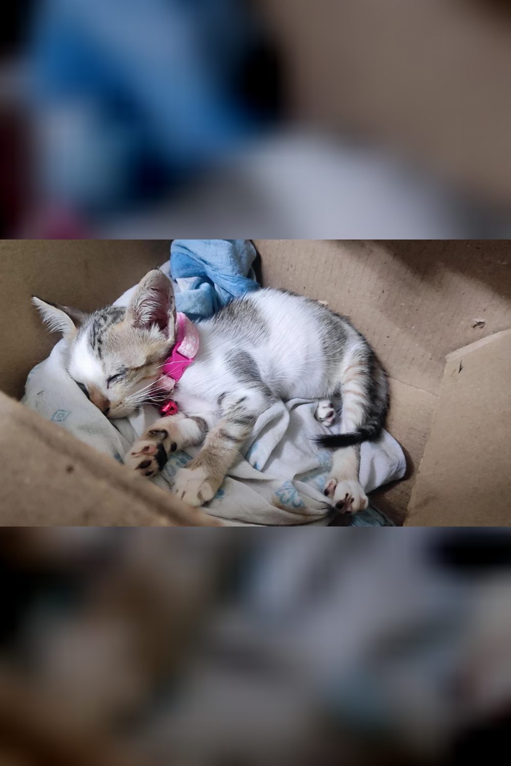Kitten abandoned in a box in Nerul needs a home — Navi Mumbai