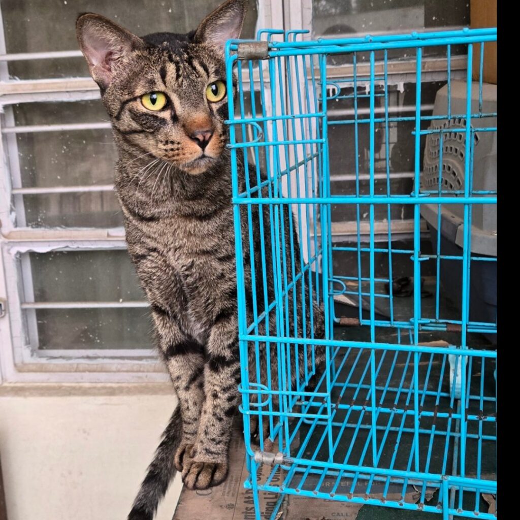 Adopt an adult cat - kitten in India