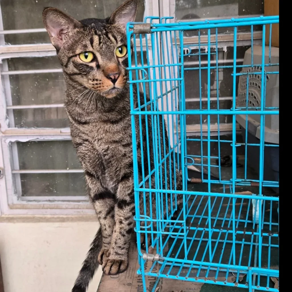 Adopt an adult cat - cat in Ambala