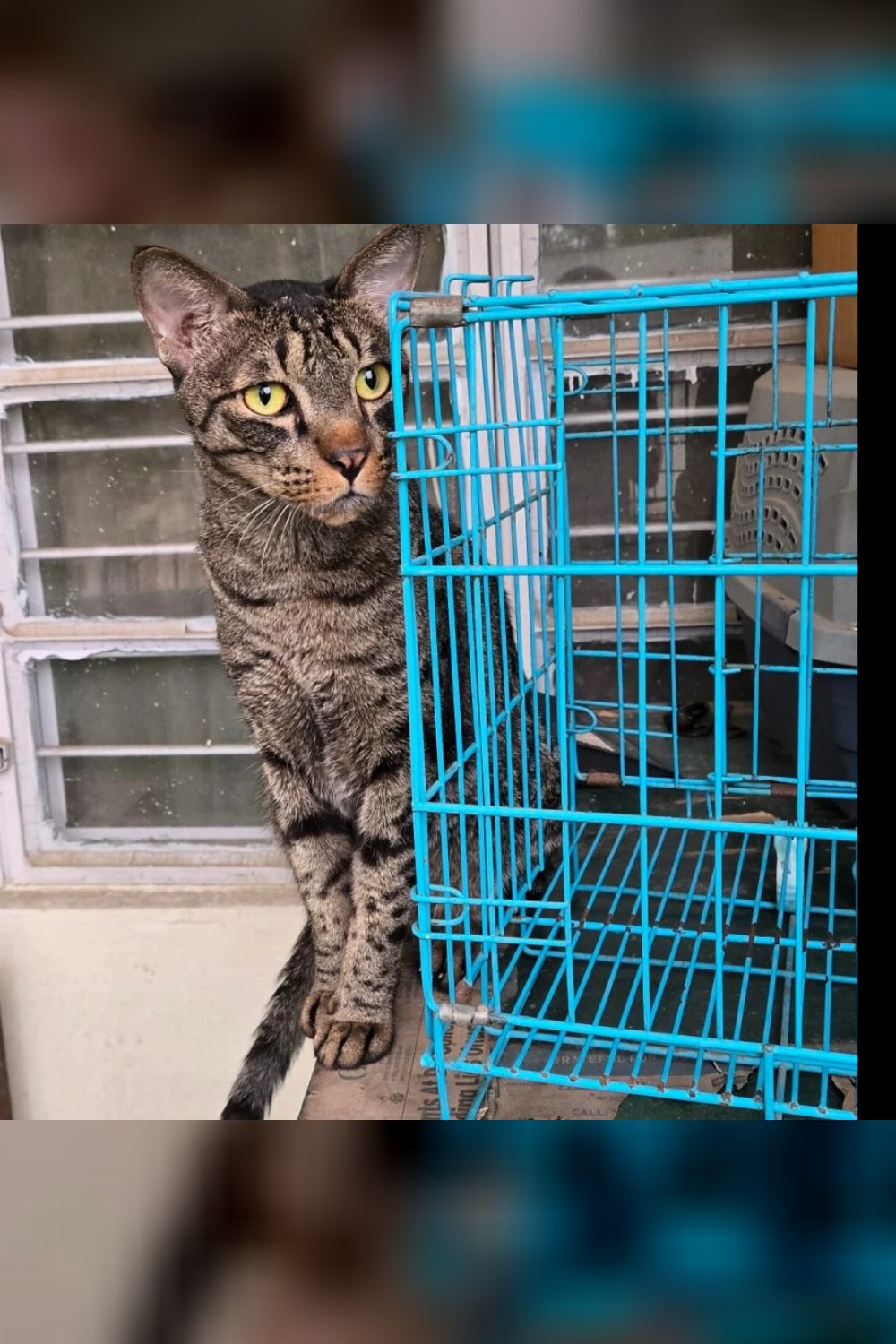 Adopt an adult cat — Ambala