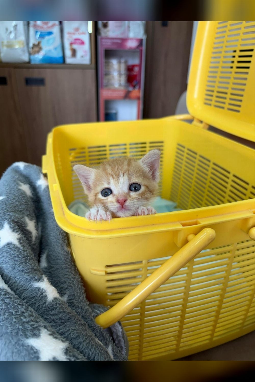 Bob The Builder, a kitten found on a construction site — Pune