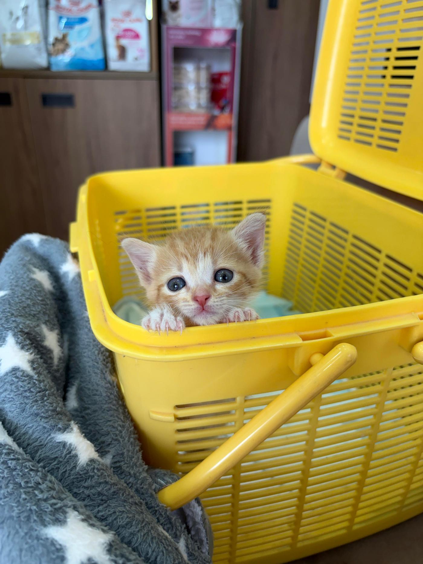 Bob The Builder, a kitten found on a construction site — Pune