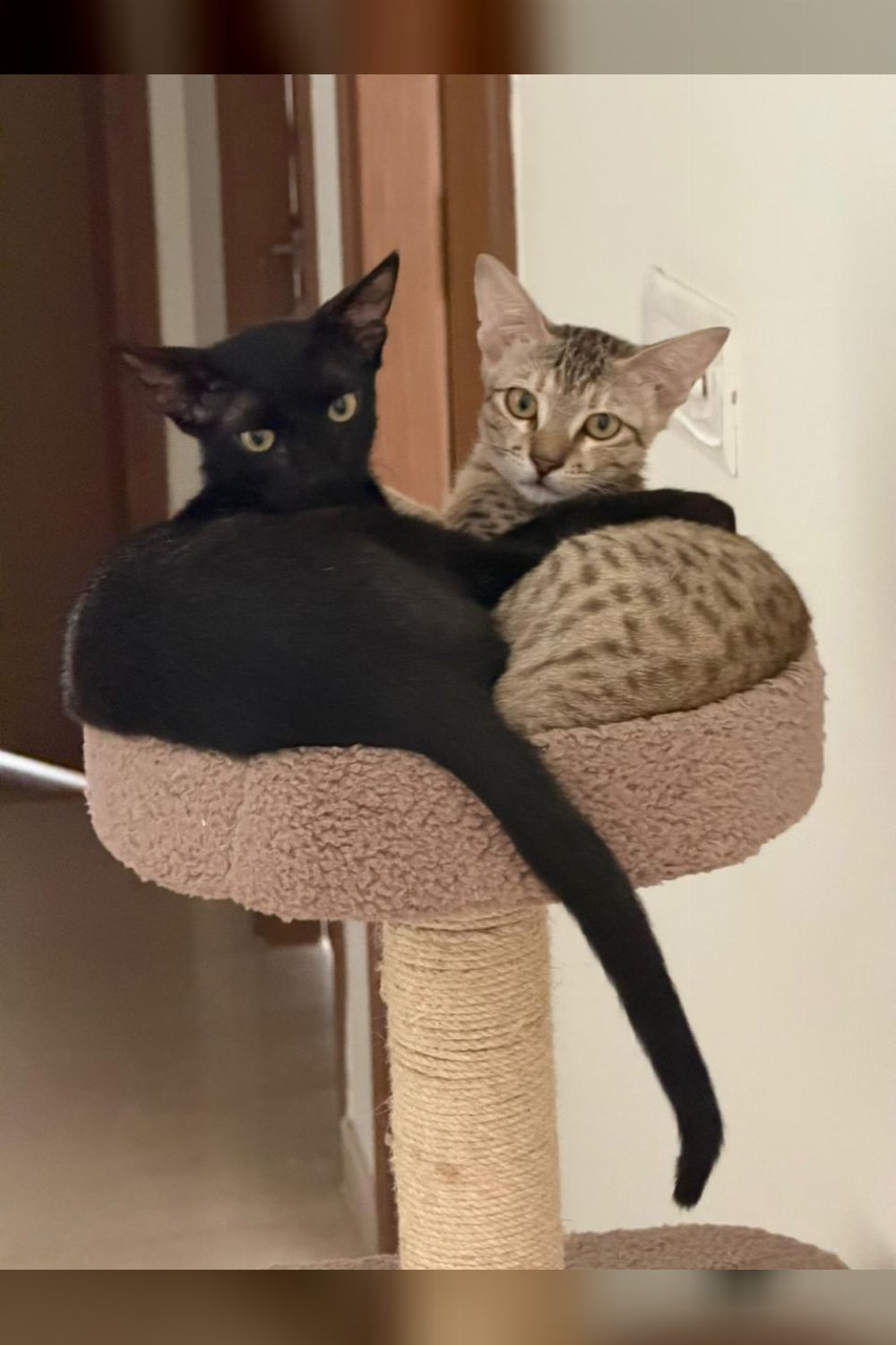 Adopt Bagheera and Kishmish β Delhi NCR