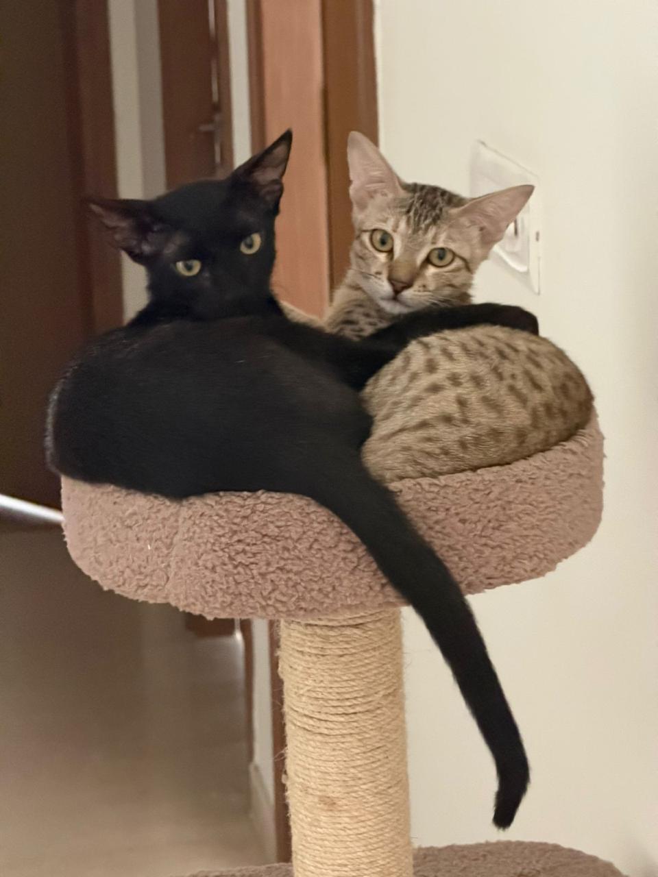Adopt Bagheera and Kishmish — Delhi NCR