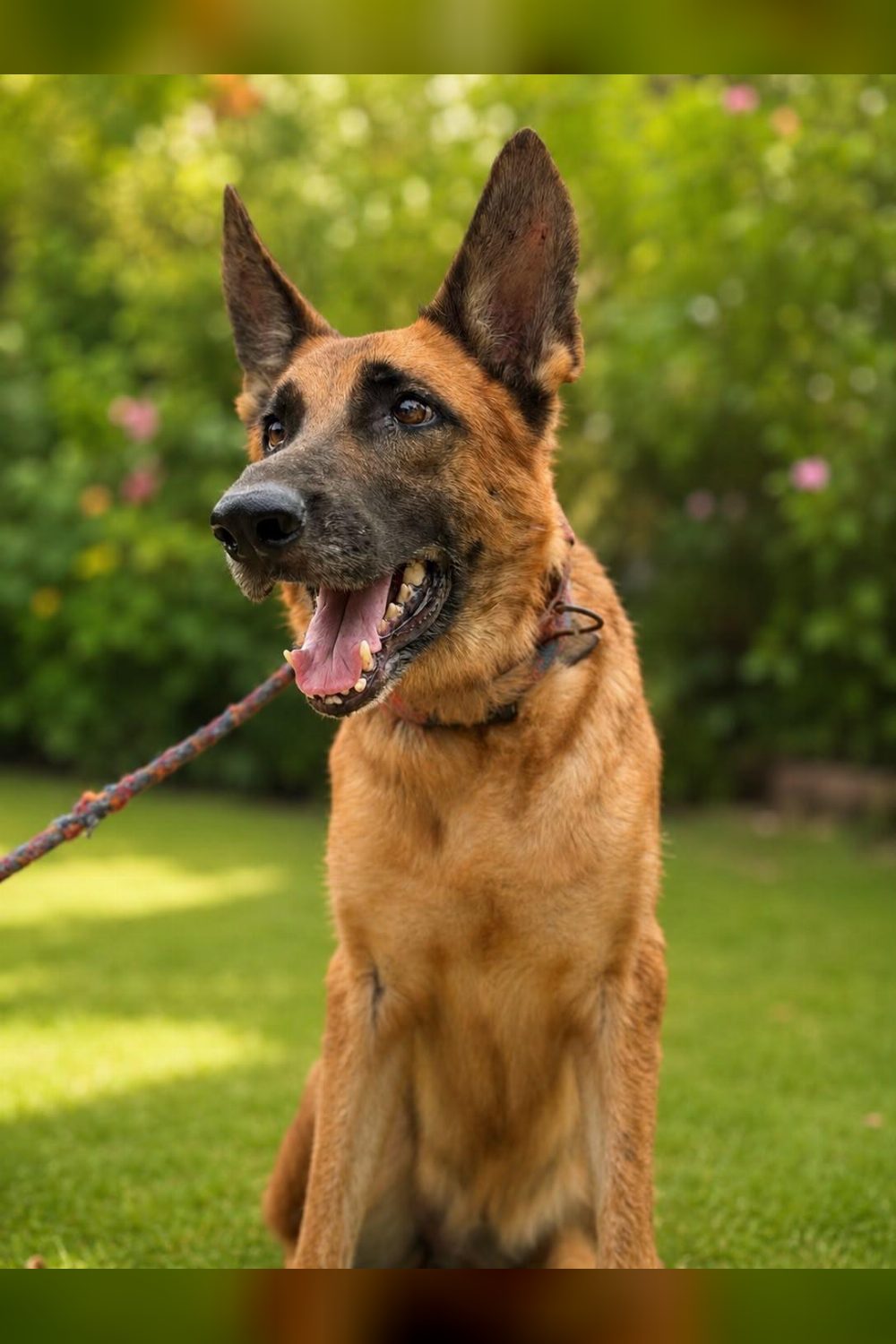 Adopt Meera, a tick fever survivor — Delhi NCR