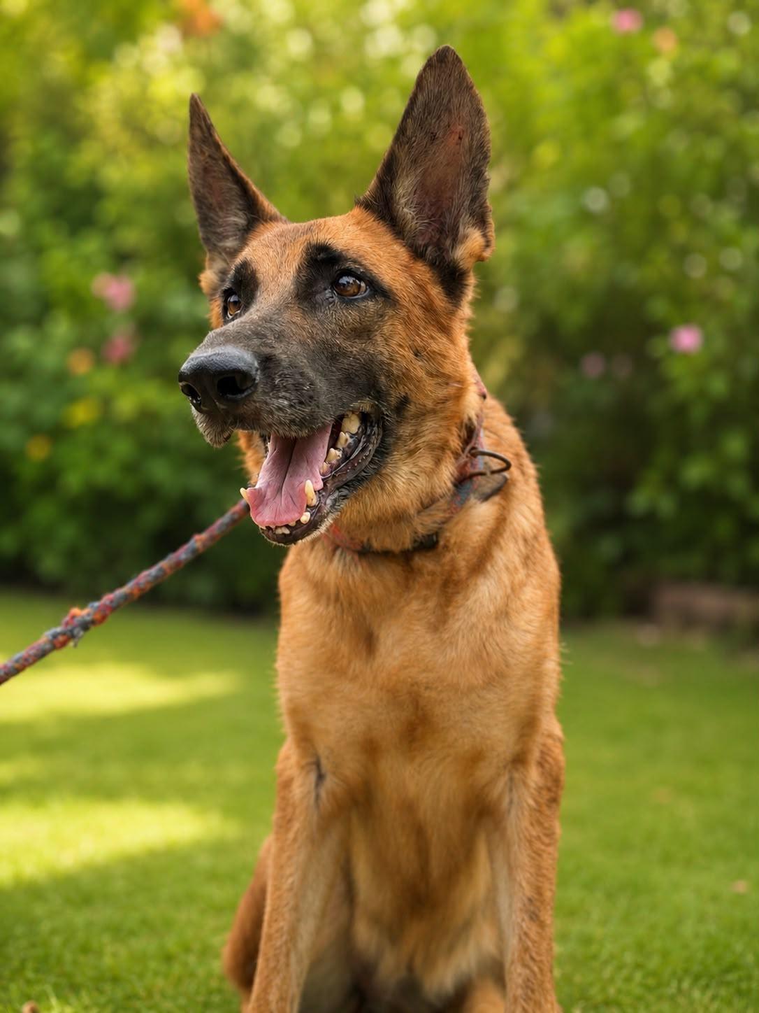 Adopt Meera, a tick fever survivor — Delhi NCR