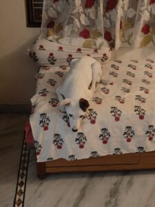 Adopt Jü Lee, a 10-month-old dog still guarded from her past