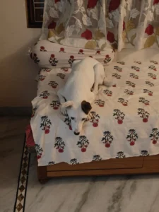 Adopt Jü Lee, a 10-month-old dog still guarded from her past