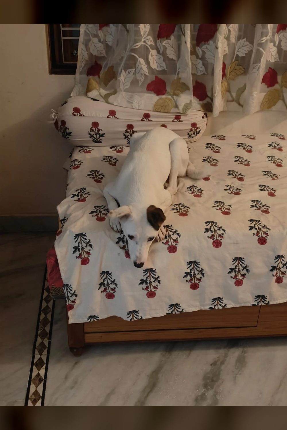 Adopt Jü Lee, a 10-month-old dog still guarded from her past — Hyderabad