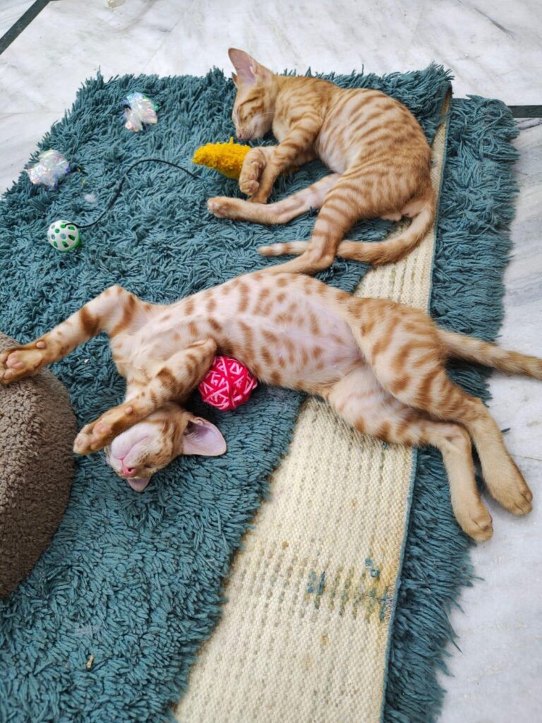 Kaddu and Keenu looking for their forever homes! Location: Delhi NCR. - pet for adoption in Delhi NCR