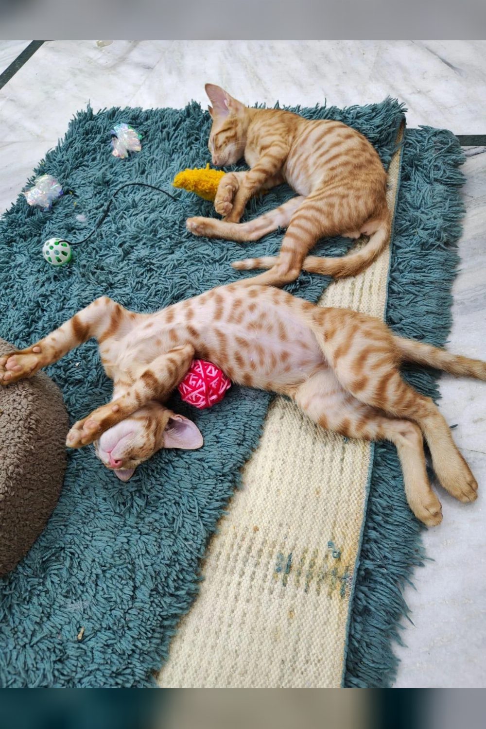 Kaddu and Keenu looking for their forever homes! Location: Delhi NCR.