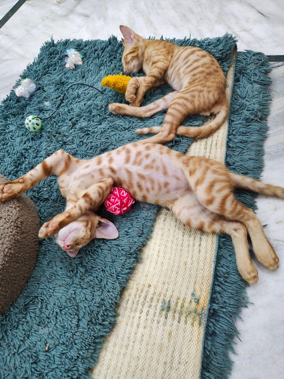 Kaddu and Keenu looking for their forever homes! Location: Delhi NCR.