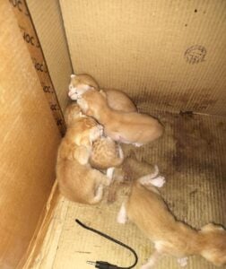Ten-day-old kittens found at a photocopy shop need homes soon