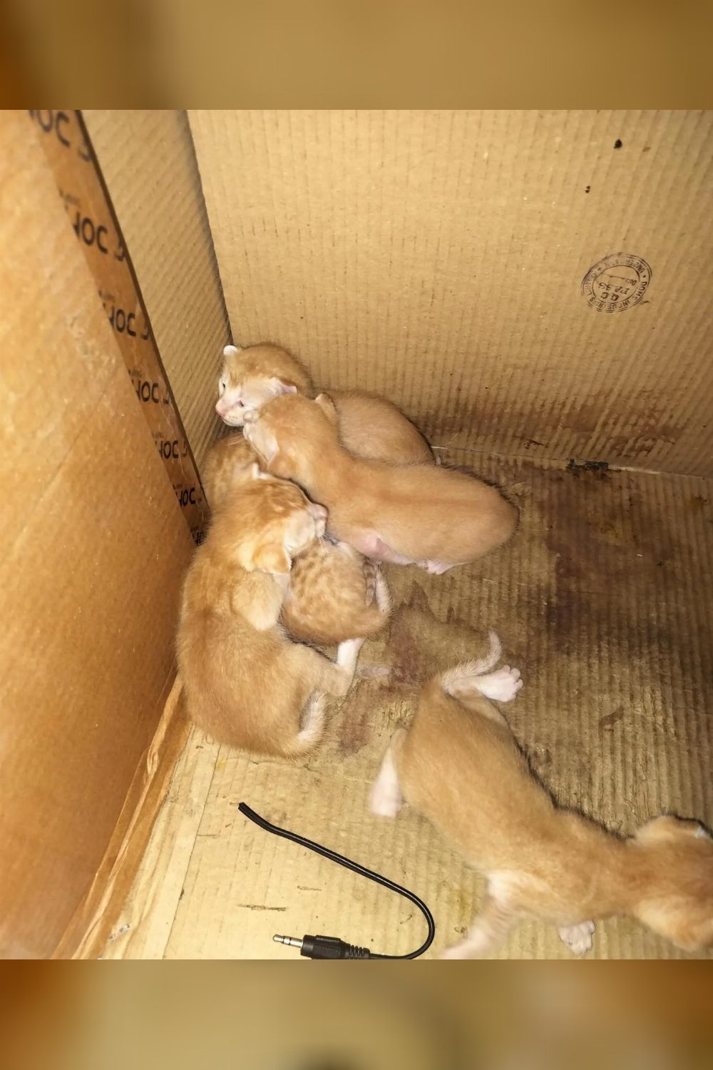 Ten-day-old kittens found at a photocopy shop need homes soon — Bengaluru