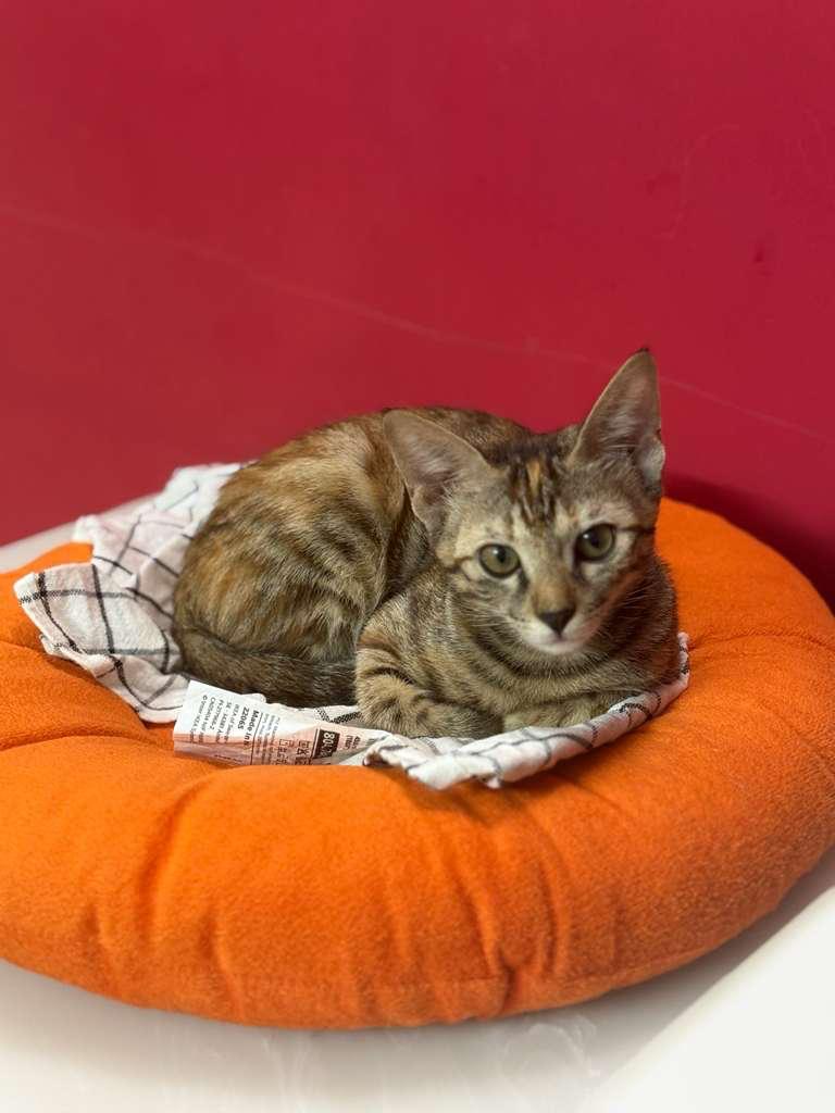 Adoption appeal for Begum — ref nvls - pet in Delhi NCR