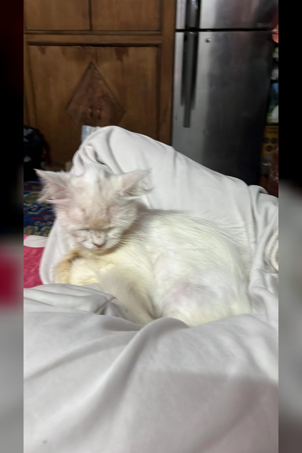 A rescued Persian cat needs a home away from two unwelcoming housemates — Delhi NCR