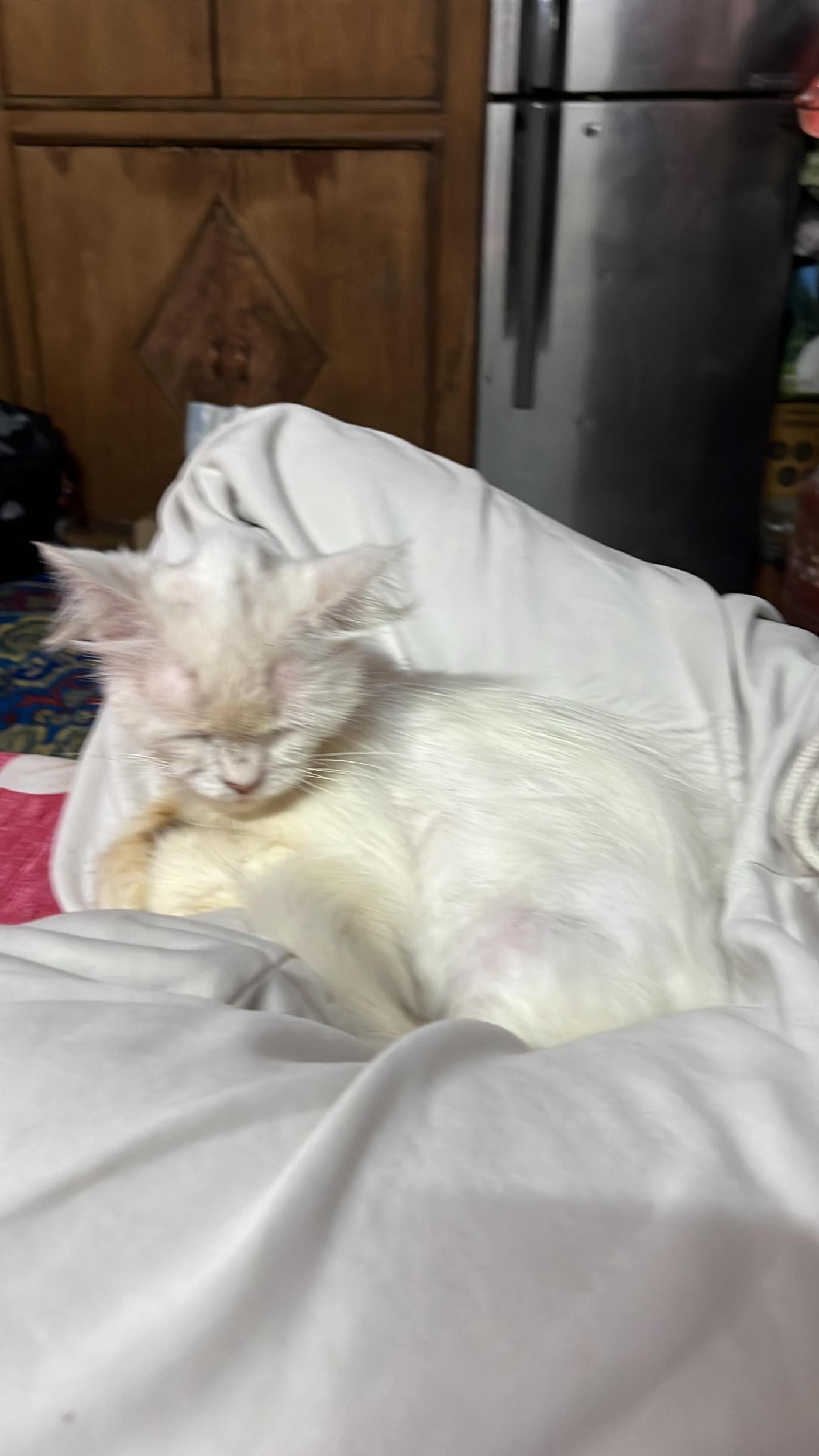 A rescued Persian cat needs a home away from two unwelcoming housemates — Delhi NCR