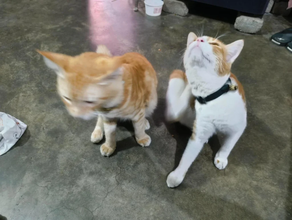 Looking for a Loving home for this couple - pet for adoption in India
