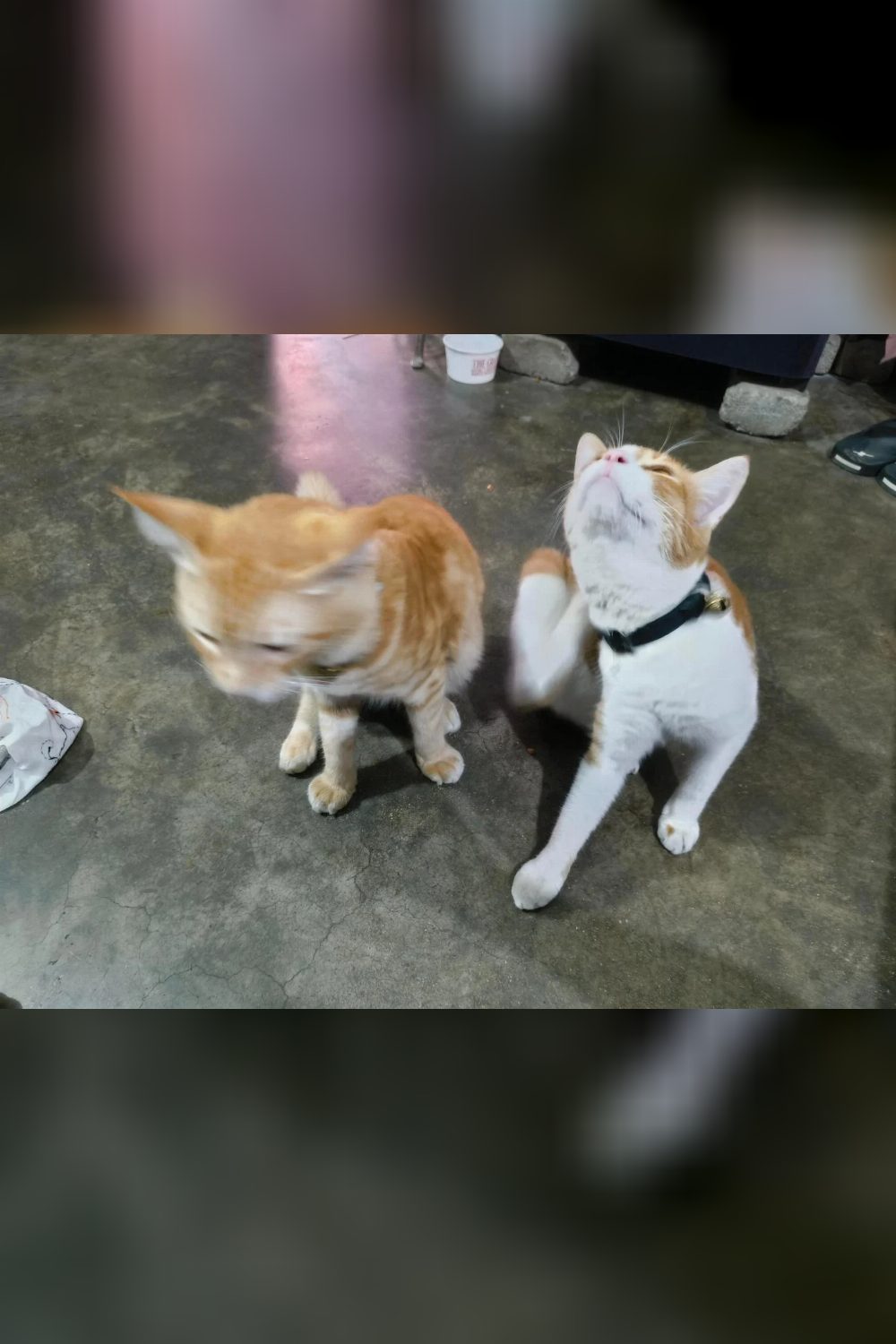 Looking for a Loving home for this kitten couple — Jhansi