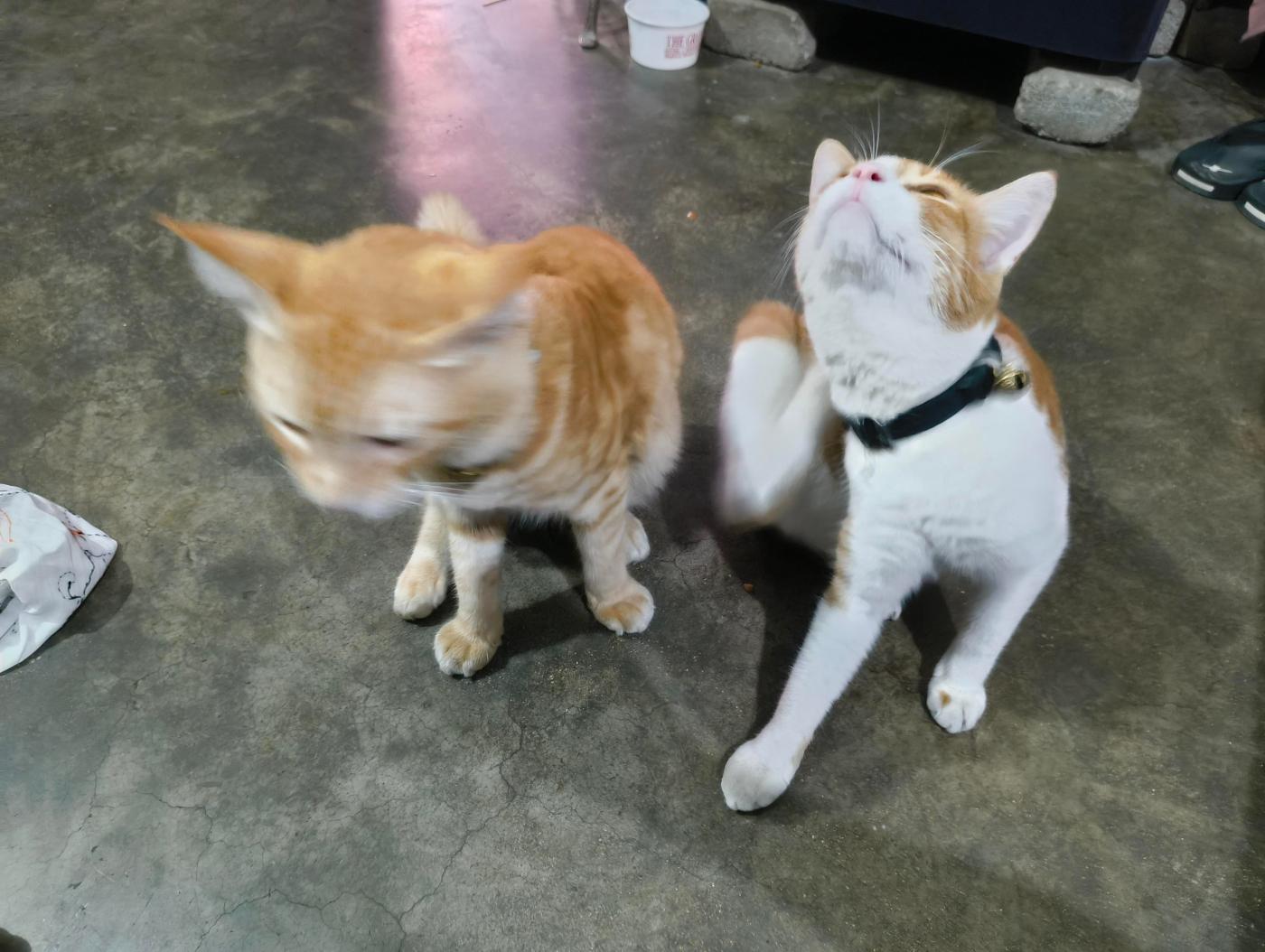 Looking for a Loving home for this kitten couple — Jhansi