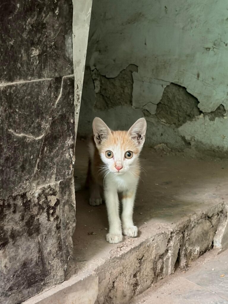 2 kittens up for adoption near South west delhi! - kitten in Delhi NCR