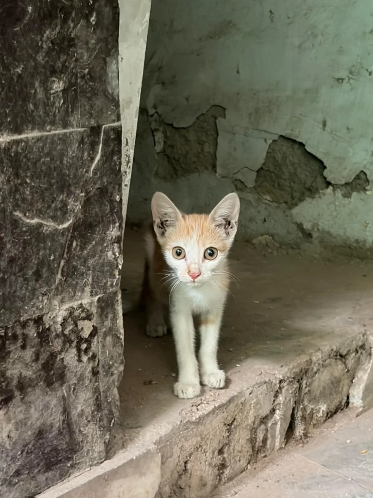 2 kittens up for adoption near South west delhi! - kitten in Delhi NCR