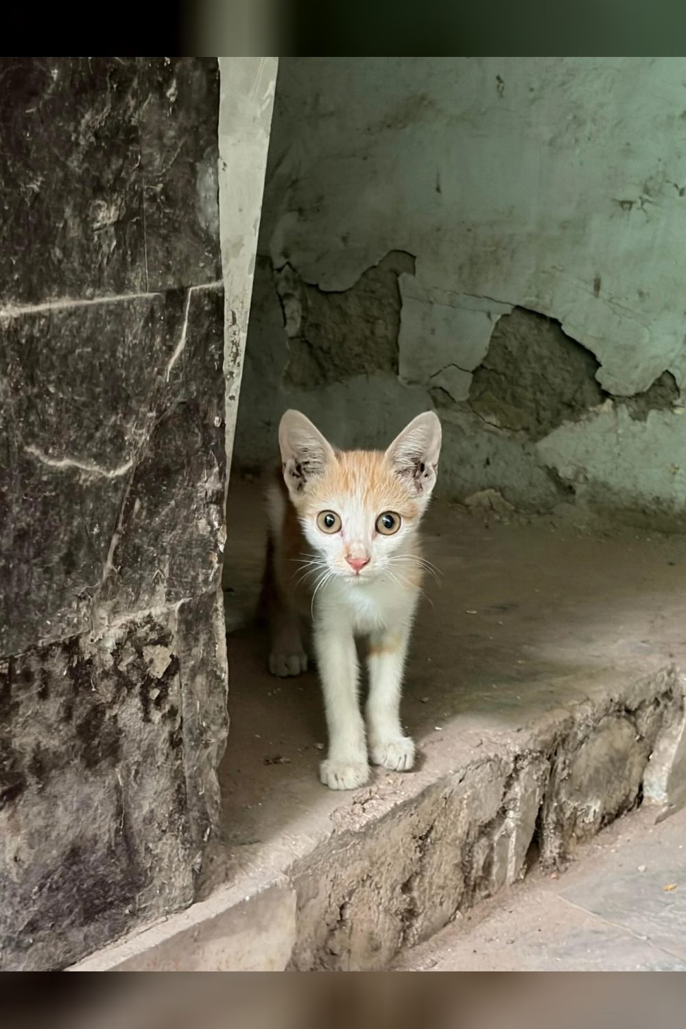 2 kittens up for adoption near South west delhi!
