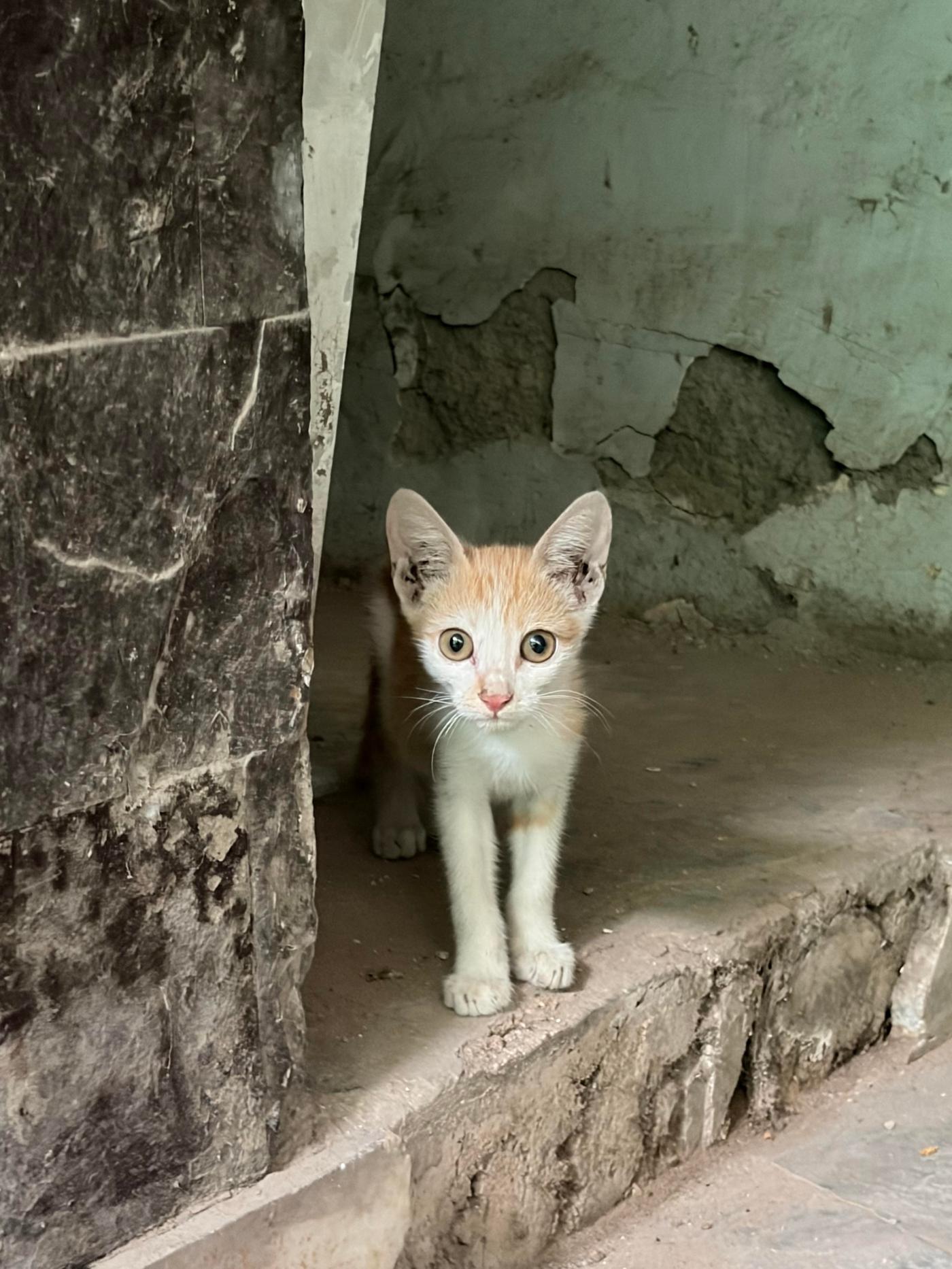 2 kittens up for adoption near South west delhi!