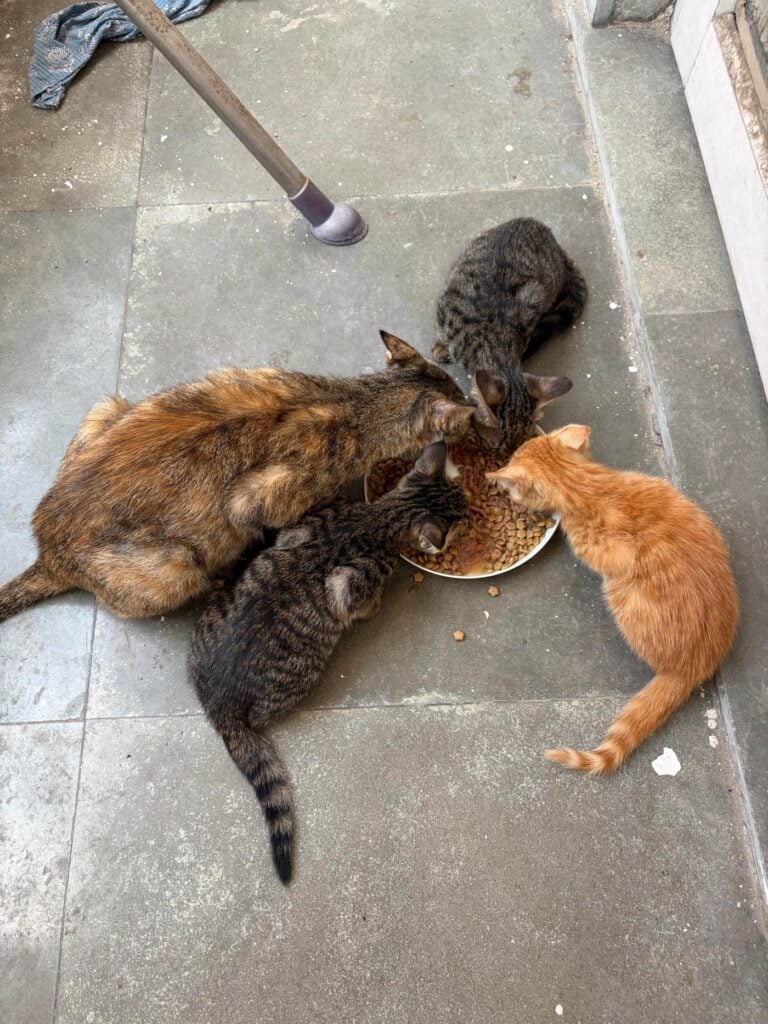Three orphaned kittens, about five months old, for adoption in Delhi Cantt