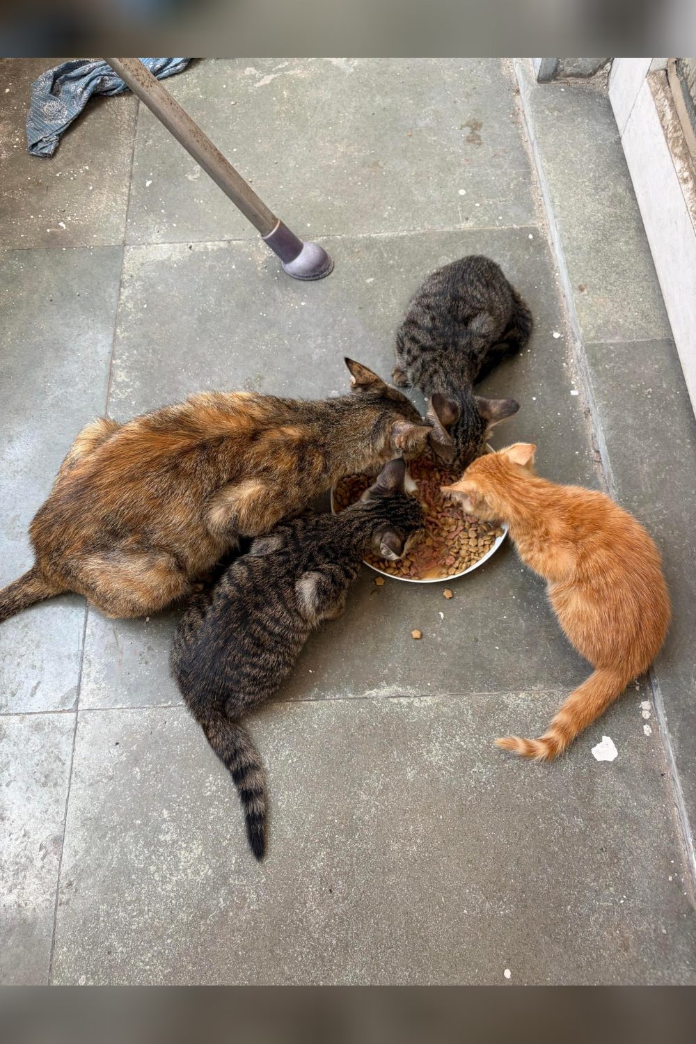Orphan kittens — Delhi NCR
