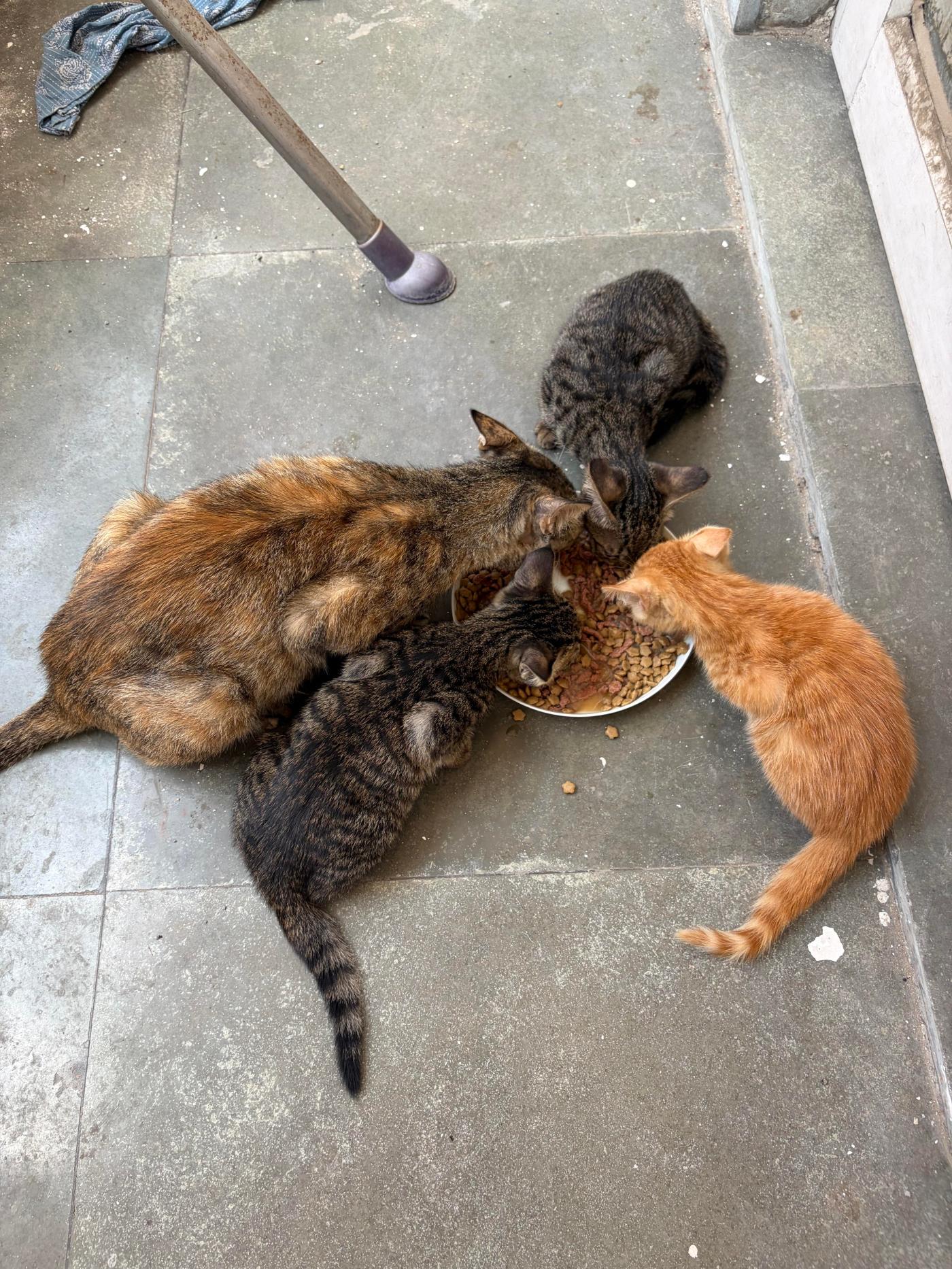 Orphan kittens — Delhi NCR