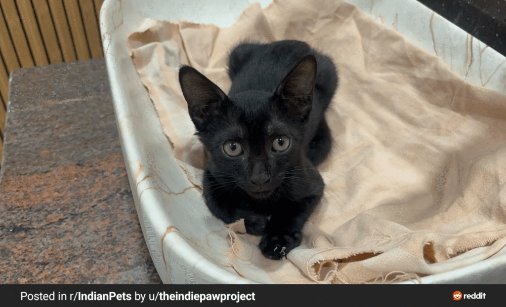 Help me guys i want to adopt a young kitten as young as possible... for bette... - kitten in Lucknow (listing 95490)