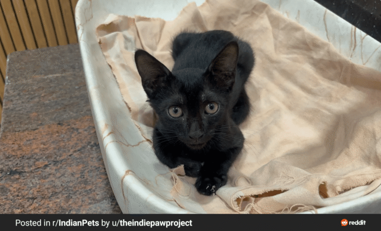 Help me guys i want to adopt a young kitten as young as possible... for bette..., adoptable cat in Lucknow